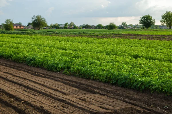 Piantagione Patate Campo Con Terreno Allentato Terreno Umido Frantumato Sciolto — Foto Stock