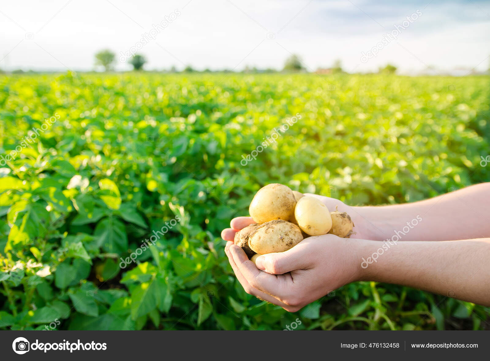 Frische Junge Kartoffeln Den Händen Eines Bauern Vor Dem Hintergrund ...