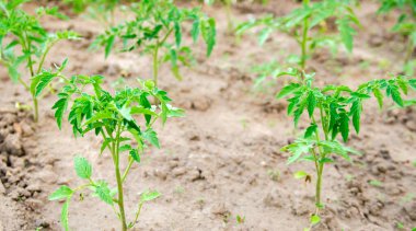 Bahçede genç bir domates tohumu yetişiyor. Organik sebze yetiştiriyor. Çevre dostu ürünler. Tarım ve tarım. Seçici odak
