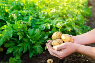 Çiftçi tarlada taze toplanmış patatesleri tutuyor. Hasat, hasat. Organik sebzeler. Tarım ve tarım. Patates. Seçici odak.