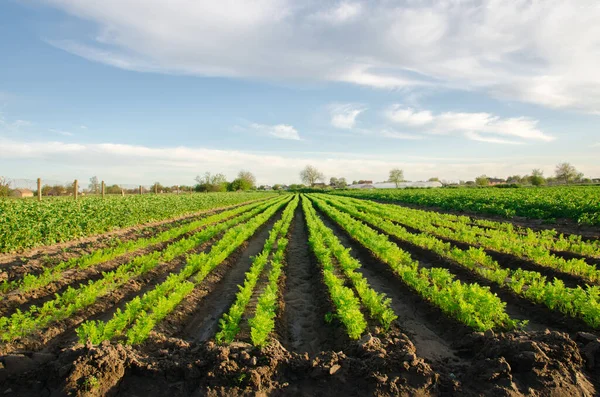 Piantagioni Carote Crescono Nel Campo Righe Verdure Coltivare Verdure Paesaggio — Foto Stock