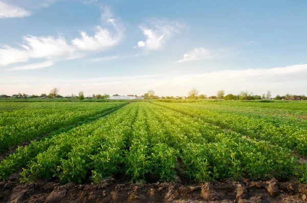 Kartoffelplantagen Wachsen Einem Sonnigen Frühlingstag Auf Dem Feld Bio Gemüse — Stockfoto