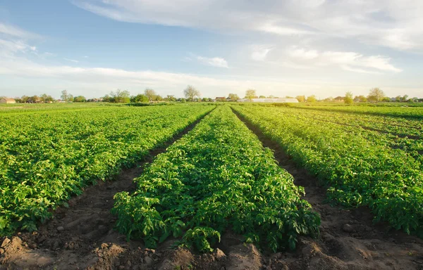 Bramborové Plantáže Rostou Poli Jarního Slunečného Dne Ekologická Zelenina Zemědělské — Stock fotografie