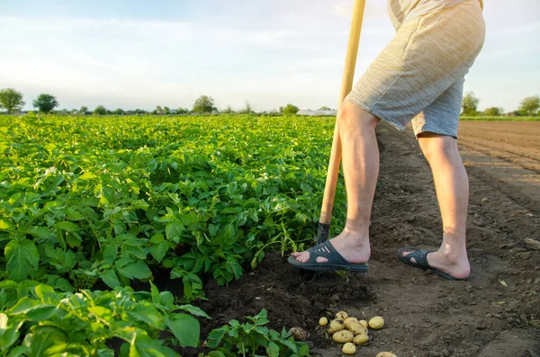 Petani Dengan Sekop Dekat Panen Segar Kentang Muda Panen Panen — Stok Foto