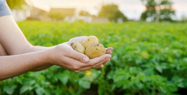 Patatas Jóvenes Frescas Manos Agricultor Fondo Las Plantaciones Patata Agrícola —  Fotos de Stock