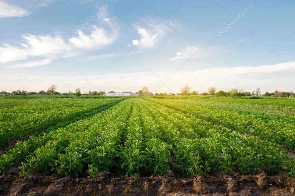 Potato plantations grow in the field on a spring sunny day. Organic vegetables. Agricultural crops. Landscape. Agriculture. Selective focus