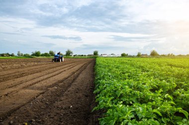 Bir çiftçi zaten biçilmiş bir patatesin arazisinde toprağı işliyor. Toprağı öğütmek, sıraları kesmeden önce ezmek. Çiftçilik, tarım. Saban alanı. Yüzey gevşiyor, arazi ekimi.