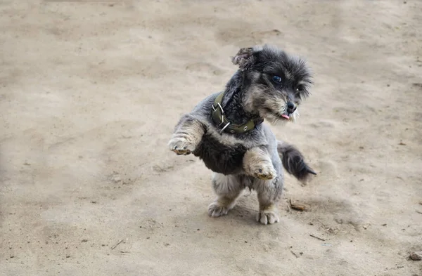 Playful Black Dog Stands Its Hind Legs Playing Pets Care — Stock Photo, Image