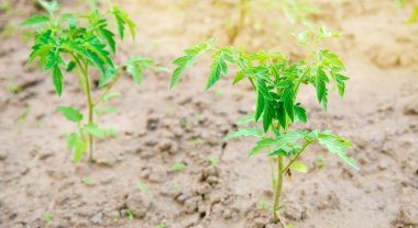 Bahçede genç bir domates tohumu yetişiyor. Organik sebze yetiştiriyor. Çevre dostu ürünler. Tarım ve tarım. Seçici odak