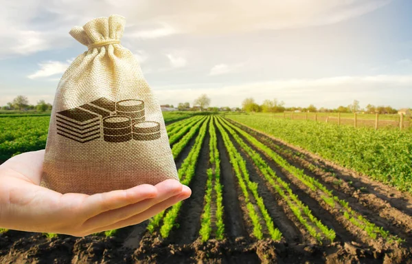 Agricultor Sosteniendo Una Bolsa Dinero Fondo Las Plantaciones Zanahoria Startups —  Fotos de Stock