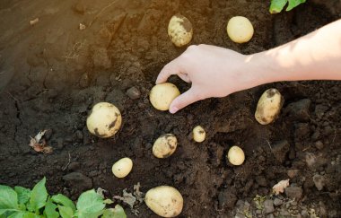 Çiftçi tarlada taze toplanmış patatesleri tutuyor. Hasat, hasat. Organik sebzeler. Tarım ve tarım. Patates. Seçici odak.