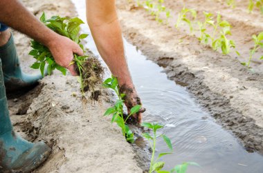 Bir çiftçi tarlaya taze biber tohumu ekiyor. Organik sebze yetiştiriyor. Tarım ve tarım. Tarım işi. Seçici odak