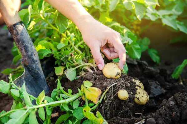 Farmer Trzyma Świeżo Zebrane Ziemniaki Polu Żniwa Żniwa Organiczne Warzywa — Zdjęcie stockowe