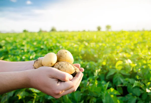 Patatas Jóvenes Frescas Manos Agricultor Fondo Las Plantaciones Patata Agrícola —  Fotos de Stock