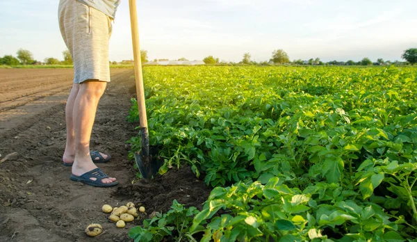 Agricultor Con Una Pala Cerca Cosecha Fresca Papas Jóvenes Cosecha —  Fotos de Stock