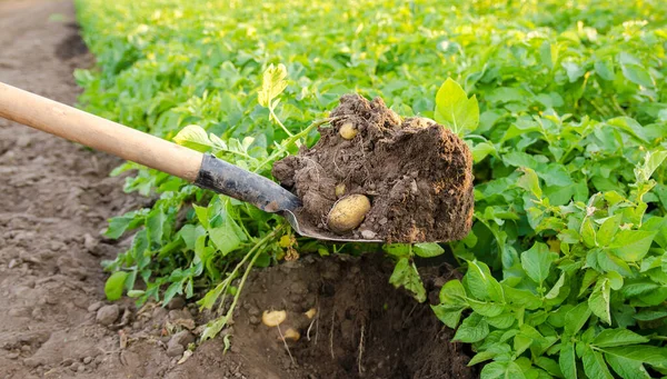 Sekop Dan Baru Saja Mengambil Kentang Lapangan Panen Panen Sayuran — Stok Foto