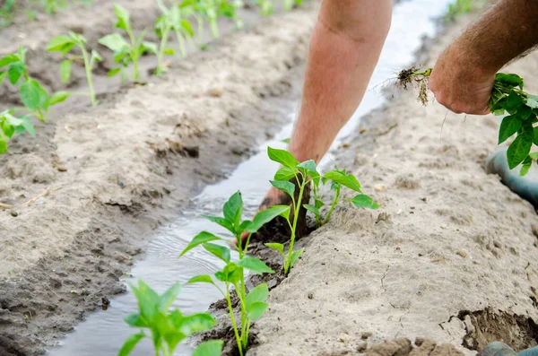 Seorang Petani Menanam Bibit Segar Lada Ladang Menanam Sayuran Organik — Stok Foto