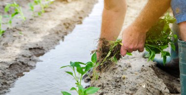 Bir çiftçi tarlaya taze biber tohumu ekiyor. Organik sebze yetiştiriyor. Tarım ve tarım. Tarım işi. Seçici odak