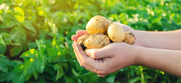 농부들은 감자를 유기농 선택적 — 스톡 사진