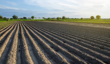 Patatesli taze ekilmiş tarla. Güneşli bir yaz gününde tarlaların sıraları. Açık arazide sebze yetiştirmek. AgroIndutry 'de. Çiftçilik, tarım arazisi. Satırlara odaklan.