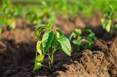 Genç taze ekilmiş tatlı biber tohumları bir çiftlik arazisinde. Açık arazide sebze yetiştirmek. Bitki bakımı ve yetiştirme. Çiftçilik, tarım arazisi.