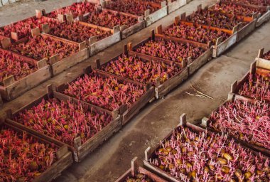 İçinde böcek ilacı olan kutular ekmek için patatesleri tedavi etti. Tohumların ve fidanların tedavisi ve korunması. İlk tarla ekimi sırasında böcek kontrolü. Gelecekteki hasat verimliliğini artırıyor..