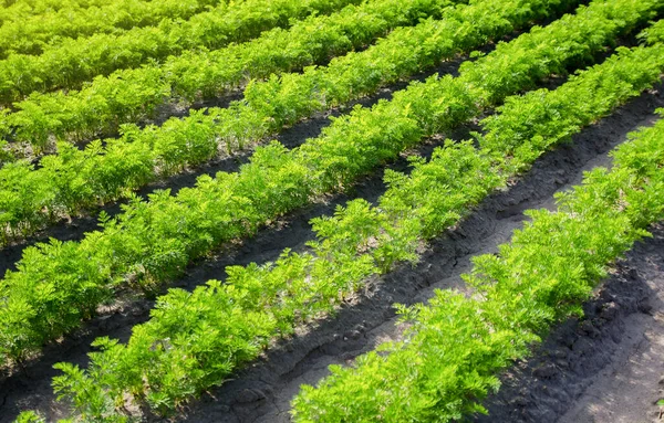 ニンジンの植物の列 有機野菜の農業産業成長 農業の農業 栽培とケア — ストック写真