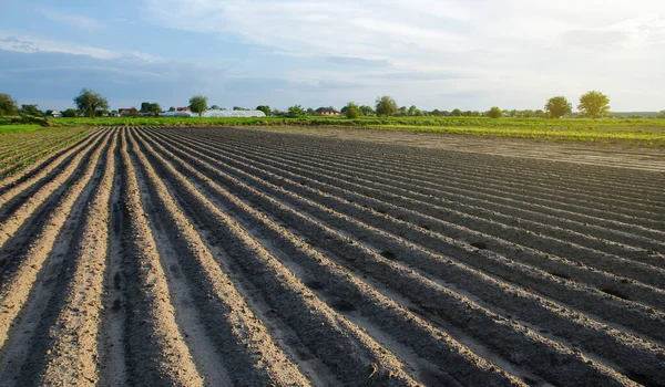 Campo Recién Plantado Con Patatas Filas Una Granja Día Soleado — Foto de Stock