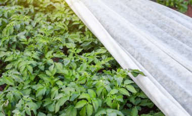 Tarım lifiyle kaplı bir patates çiftliği. Isındıkça genç patates çalılarının açılışı. Baharın sonlarında bitkilerin sertleşmesi. AgroIndutry, tarım. Bakım ve koruma için sera etkisi.