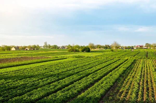 Una Hermosa Vista Del Paisaje Rural Los Campos Patatas Del —  Fotos de Stock