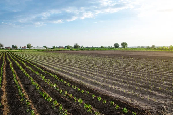 Ung Plantering Paprika Och Purjolök Odla Grönsaker Utomhus Öppen Mark — Stockfoto