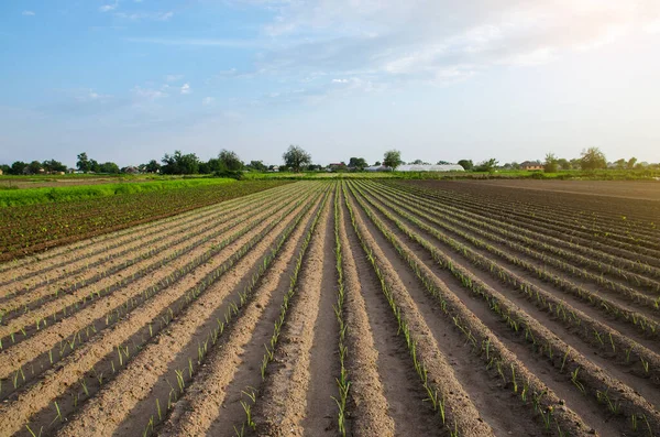 Campo Piantato Con Giovani Porri Righe Campi Agricoli Una Giornata — Foto Stock