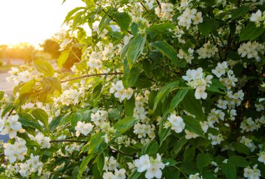 Gün batımının ışınlar altında güzel çiçekli yasemin çalısı. Yaz ve bahar çalıları, çiçekler, doğa. Seçici odak.