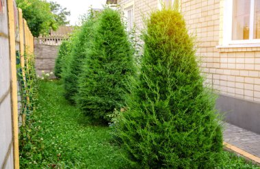 Evin önünde güzel yeşil eşkıyalar yetişiyor. Canlı bitkiler, çalılar ve yoncalı çimenler. Bölgenin peyzajı. Özel bir ev dekore et. Seçici odak