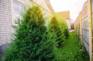 Evin önünde güzel yeşil eşkıyalar yetişiyor. Canlı bitkiler, çalılar ve yoncalı çimenler. Bölgenin peyzajı. Özel bir ev dekore et. Seçici odak