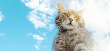 Mavi gökyüzünün arka planındaki komik gri kedi. Hayvan portresi. Çizgili kedicik. Hayvan herif. Pankart. Uzayı kopyala Seçici Odaklanma