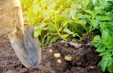Patates tarlasında patates çalılarının arka planına karşı kürek yakınında taze bir ekin yatar. Hasat, hasat. Organik sebzeler. Tarım ve tarım. Patates. Seçici odak.