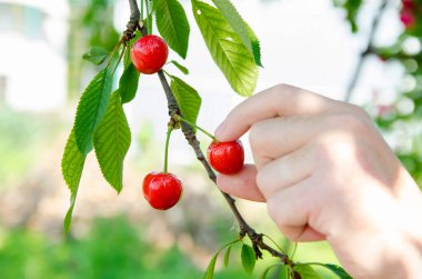 Bir çiftçi bahçede kırmızı kiraz topluyor. Yaz aylarında böğürtlen hasadı. Sağlıklı beslenme. Seçici odak