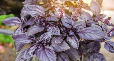 Bahçede güzel bir mor fesleğen çalısı yetişiyor. Yakın plan. Doğal duvar kağıdı. Seçici odak.