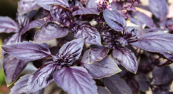 A beautiful bush of purple basil grows in the garden. Close-up. Natural wallpaper. Selective focus.