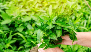 Bir çiftçinin ellerinde taze biber tohumları. Tarlaya sebze ekiyorum. Tarım ve tarım. Tarım işi. Seçici odak
