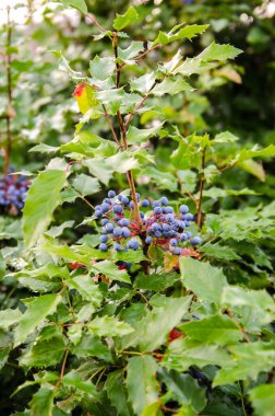 Mavi çilek Mahonia aquifolium (Oregon üzümü veya Oregon üzümü), Berberidaceae familyasından bir bitki türü. Doğal duvar kağıdı.