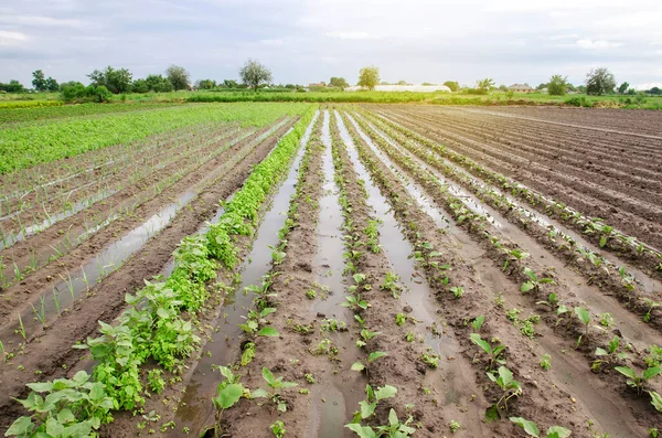 Catastrophe Naturelle Ferme Champ Inondé Avec Des Semis Aubergine Poireau — Photo