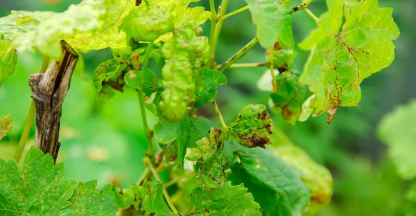 Verloren Druivenbladeren Van Dichtbij Slechte Oogst Bladeren Aangetast Door Ziekte — Stockfoto