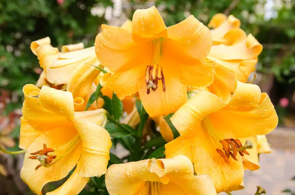 Belo Arbusto Lírios Laranja Crescendo Jardim Após Chuva Papel Parede — Fotografia de Stock