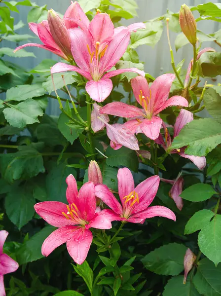 Belo Arbusto Lírios Rosa Crescendo Jardim Após Chuva Papel Parede — Fotografia de Stock