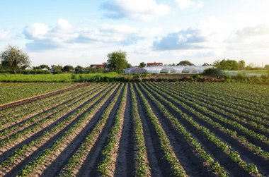 Çiftlik arazisinin ve köyün arka planındaki seranın güzel manzarası. Sıralar dolusu patates çalısı. Tarım endüstrisi ve tarım sektörü. Tarım ve tarım endüstrisi