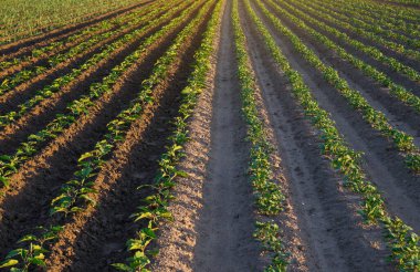 Patates ve patlıcan çiftliği. Açık arazide sebze yetiştirmek. Taze ekilmiş biber tohumları. Çiftçilik, tarım arazisi. AgroIndutry 'de. Bitki bakımı, tarım..