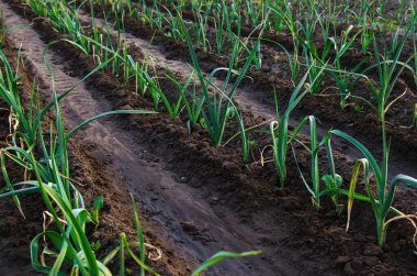 Tarlada sıraya dizilmiş pırasa soğanı. Suladıktan sonra ıslak zeminde taze yeşil bitki örtüsü. AgroIndutry 'de. Çiftçilik, tarım arazisi. Açık arazide sebze yetiştiriyor..