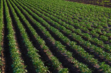 Güney Ukrayna 'nın patates tarlalarının kırsal manzarası çok güzel. Organik tarım. İlk patates ekimini hasat ediyorum. Tarım ve tarım endüstrisi. Tarım endüstrisi ve tarım sektörü.